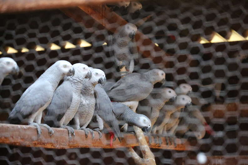 African grey parrots in rehabilitation cage