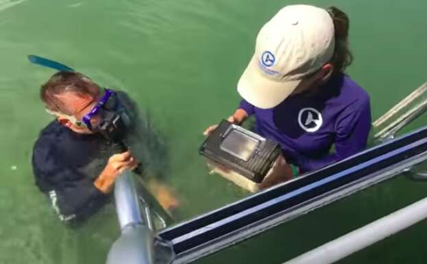 Wild sea urchin being returned to water in Florida
