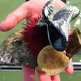 Wild sea urchin with plastic hair clip