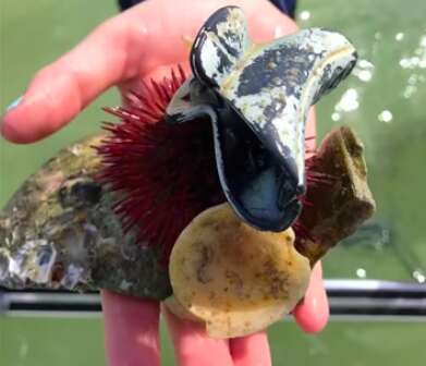 Wild sea urchin with plastic hair clip