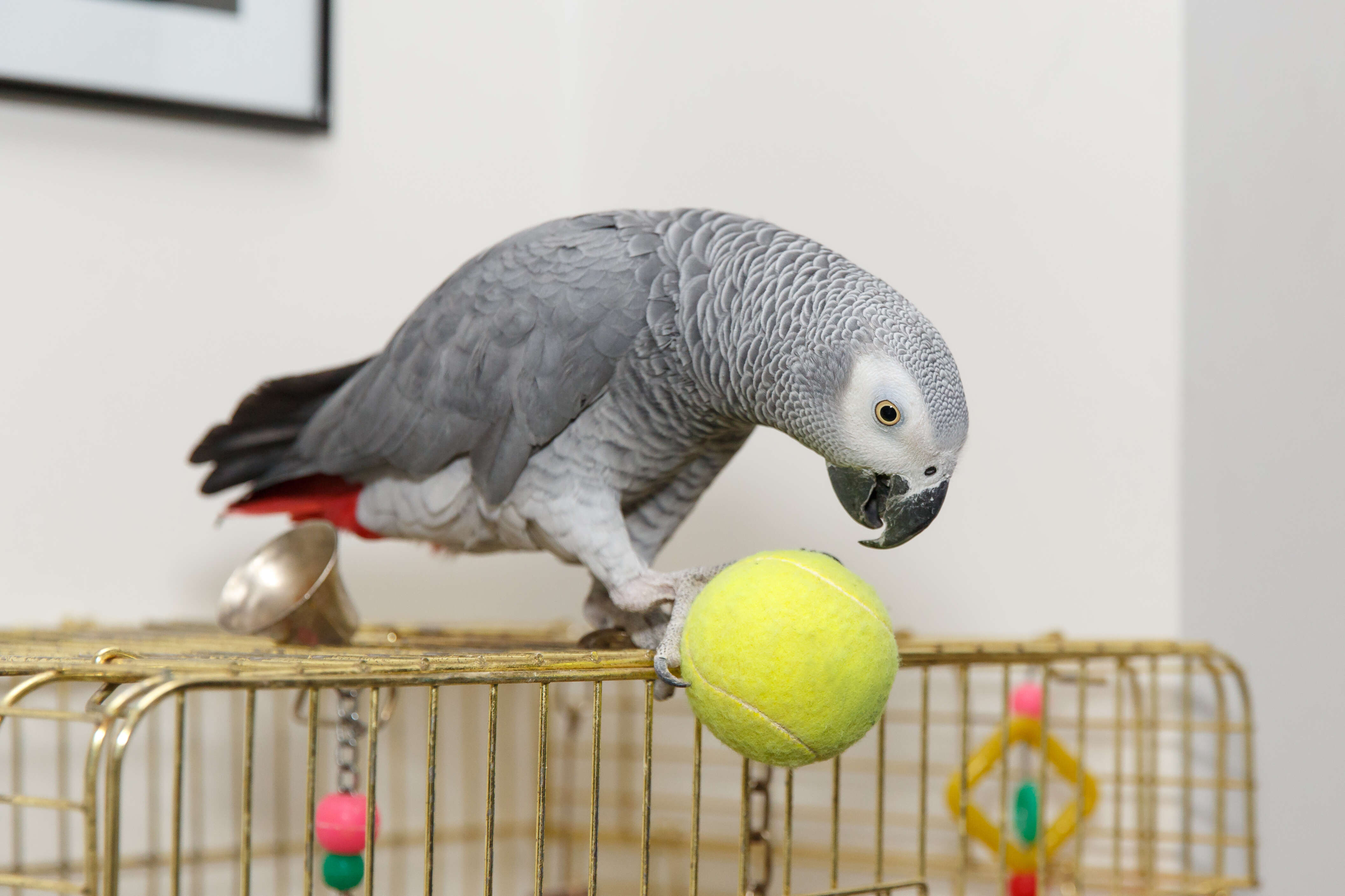 African grey parrot kept as pet