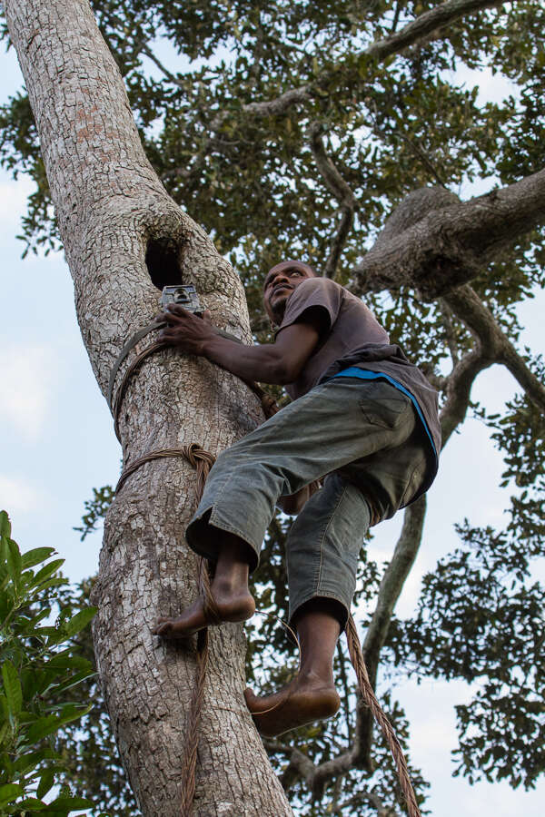 Trapper climbing tree