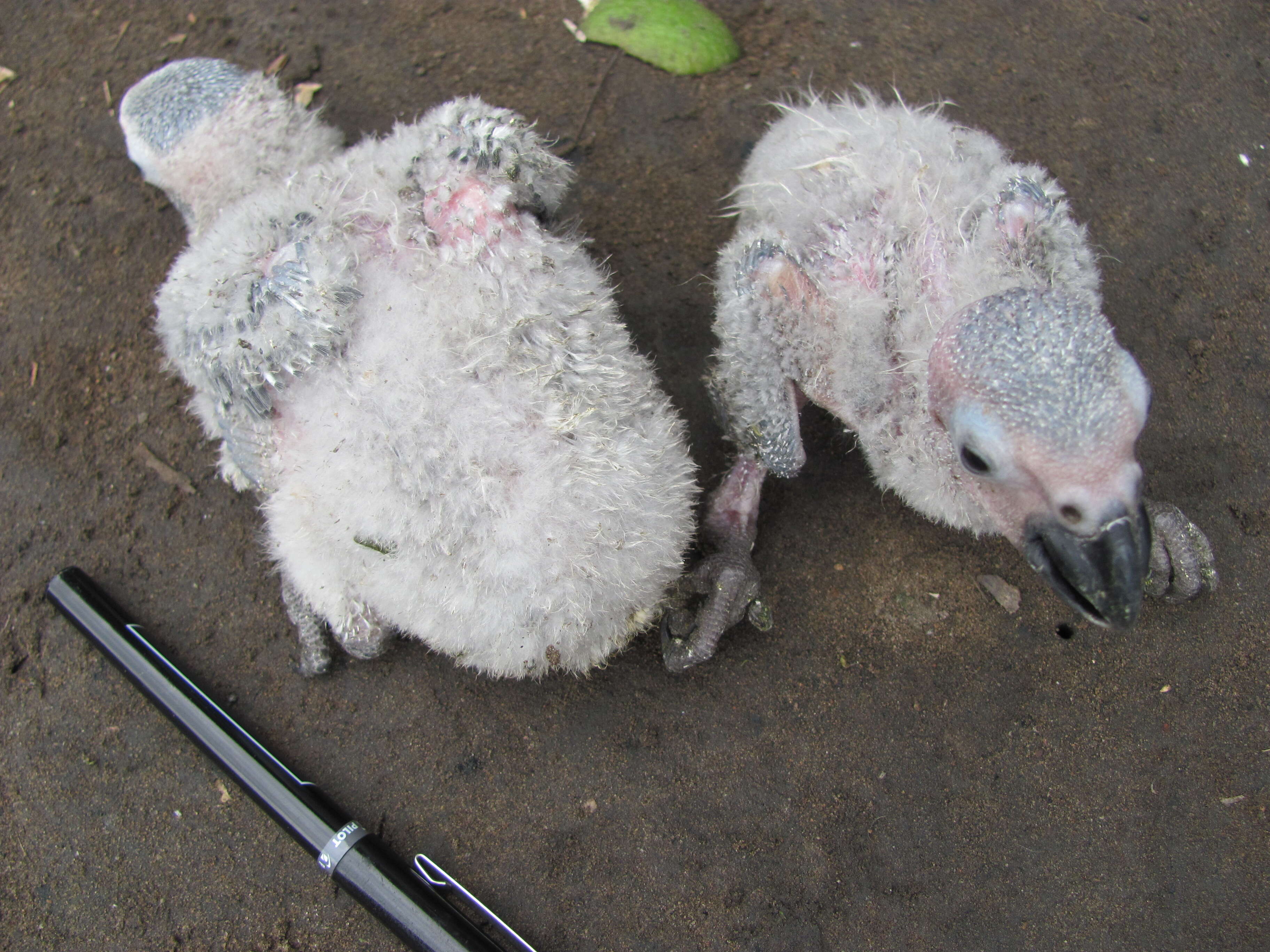 Baby African grey chicks