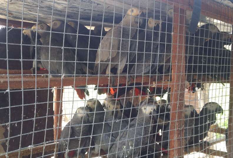Birds trapped in cage