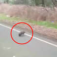 Baby wombat running across road
