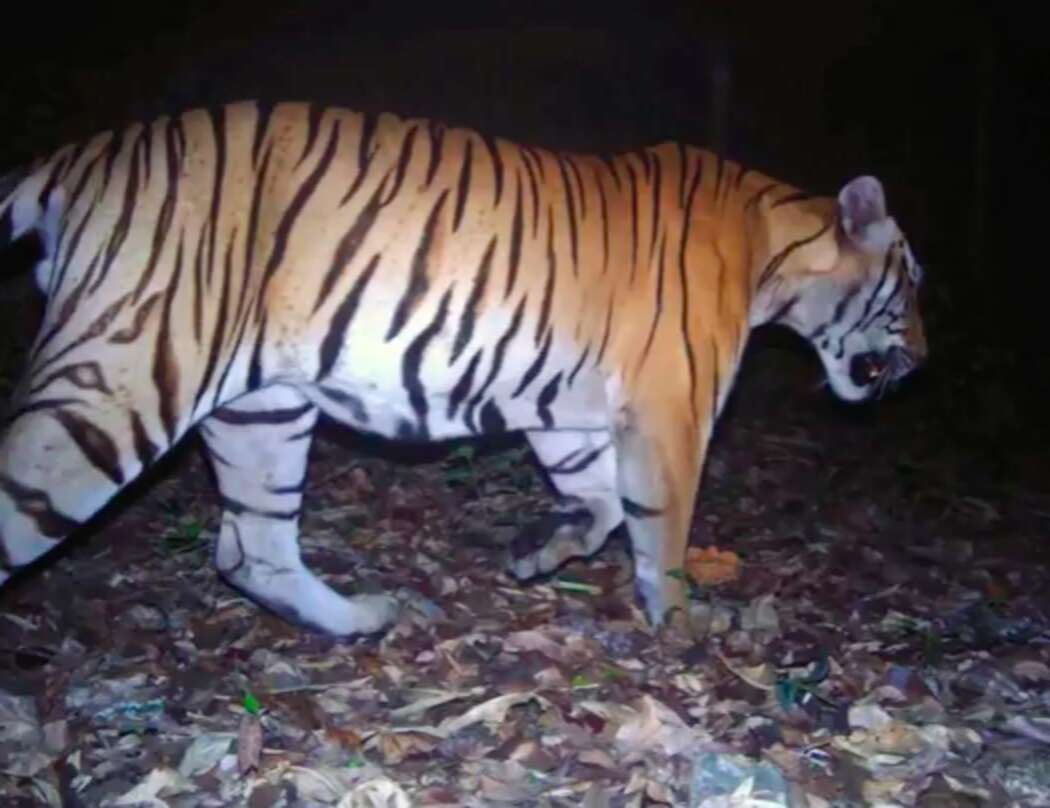 Lonely Wild Tiger Seen On Hidden Camera Searching For A Mate - The Dodo