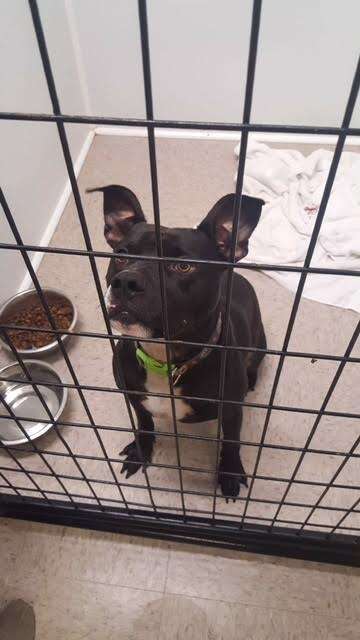 Black pit bull inside kennel