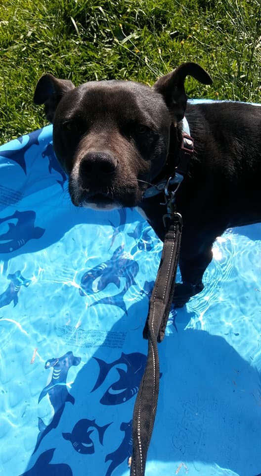 Black pit bull in swimming pool