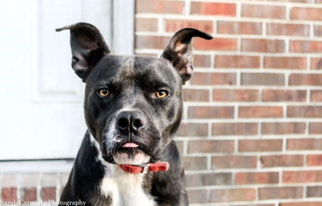 Close up photo of black pit bull