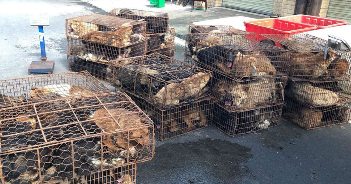 dog meat rescue china
