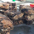 dog rescue meat china 