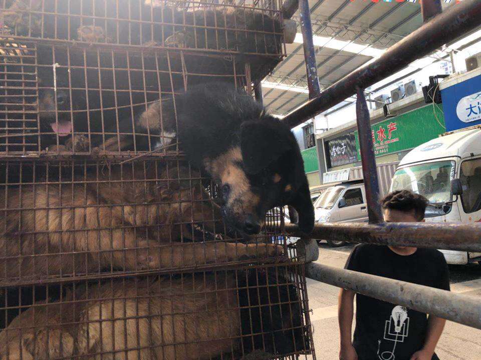 dog meat rescue china