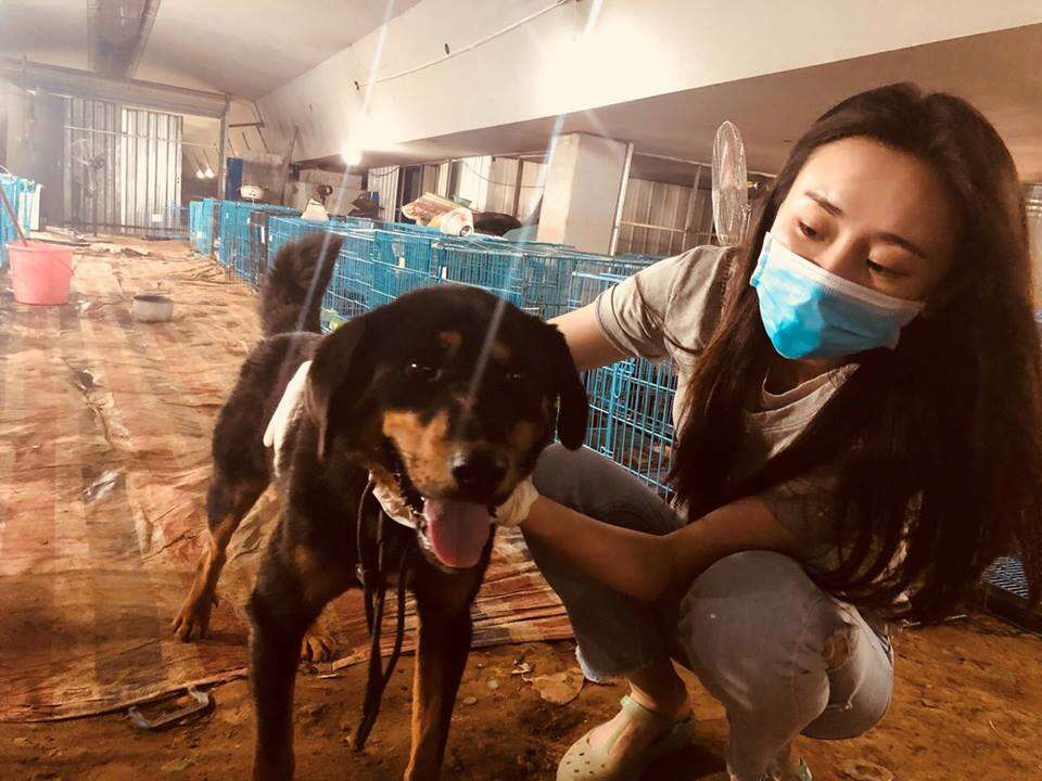 dog meat rescue china