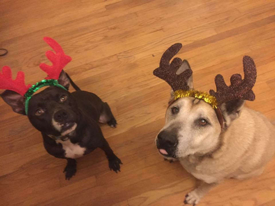 Two dogs with Christmas reindeer hats