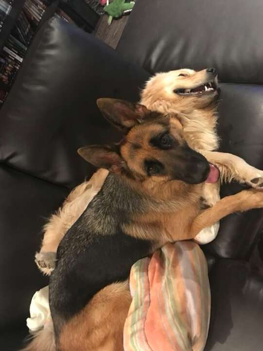 Dog friends snuggle on a couch