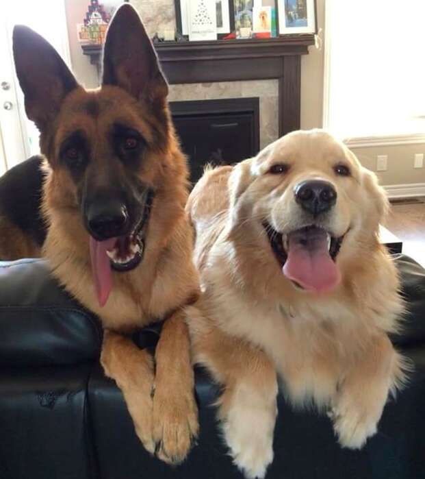 are german shepherds good friends