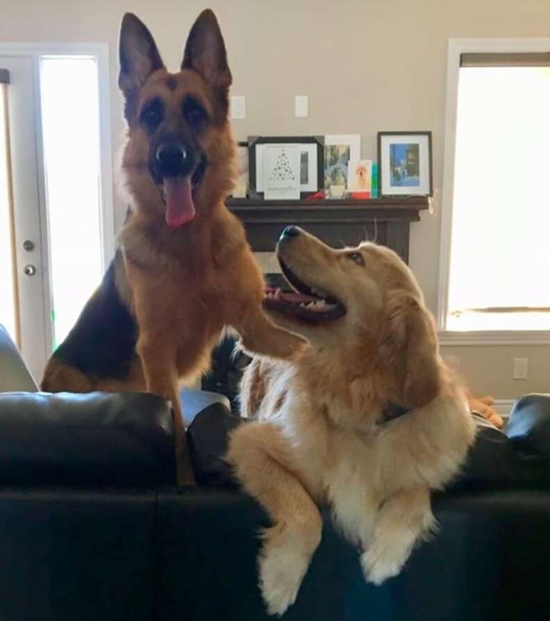 can a golden retriever and a german shepherd dog be friends