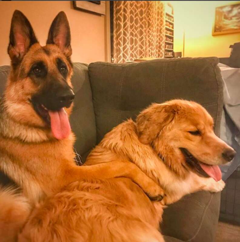 can a golden retriever and a german shepherd dog be friends