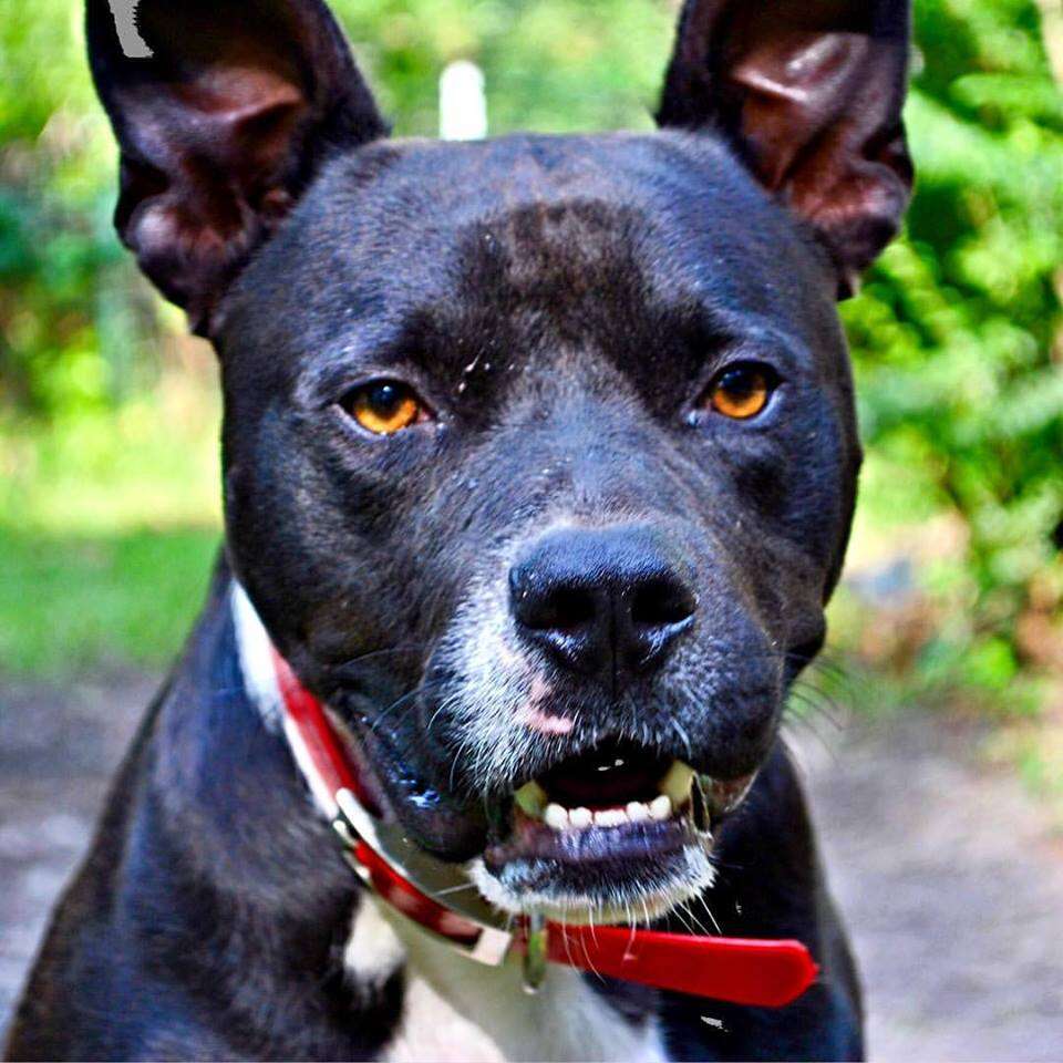Close up of black pit bull up for adoption