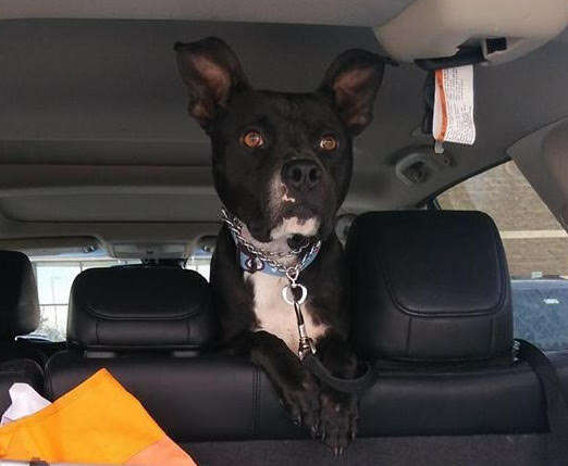 Dog inside car