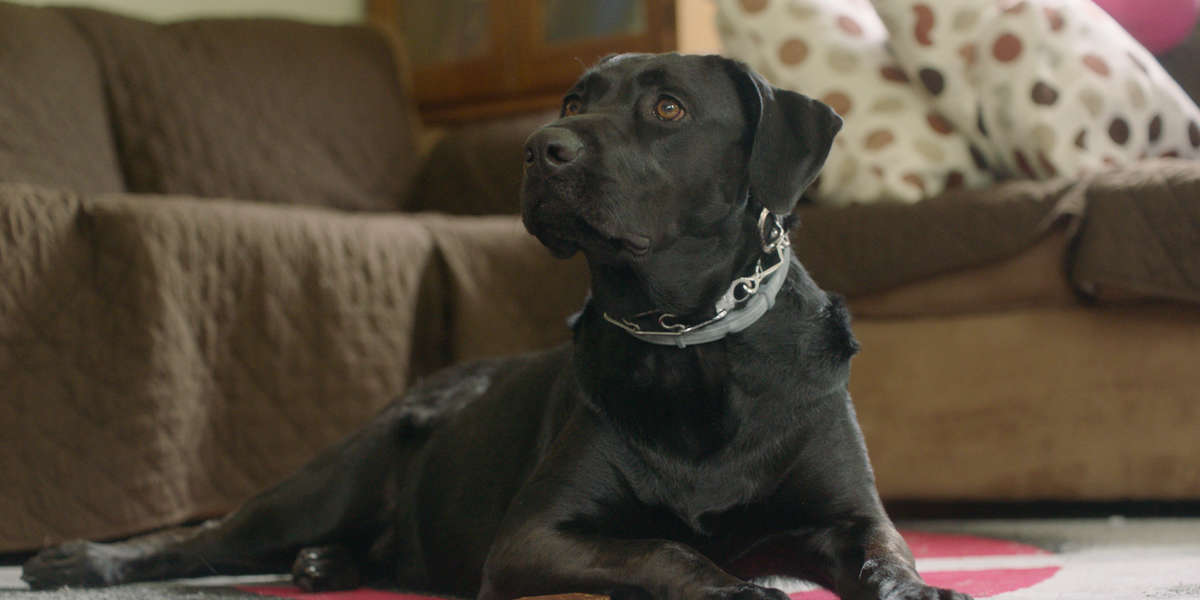 This Lab Is Helping Her Human Deal With Post-Combat Life - The Dodo