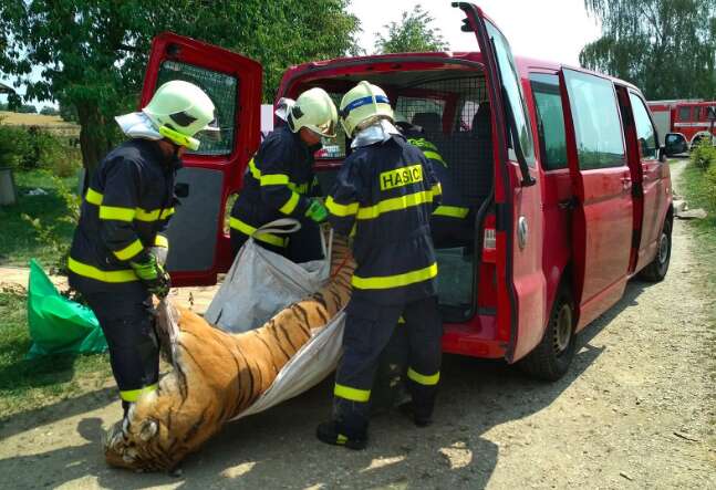 Firefighters removing tiger's dead body from house in the Czech Republic