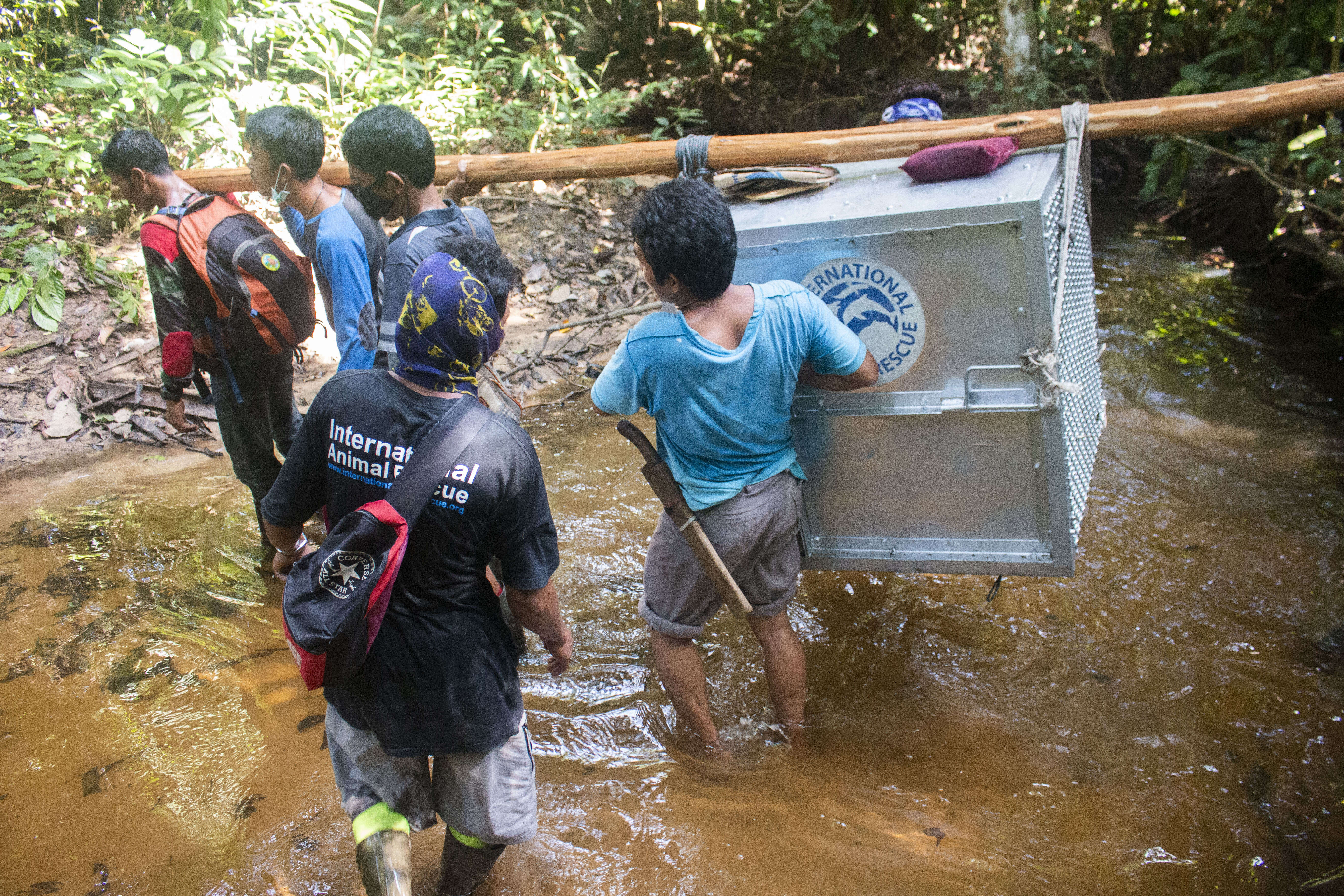 Rescuers carrying rescued orangutan and baby back into the wild