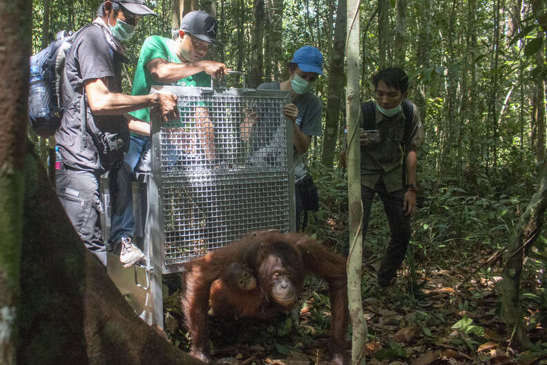 Rescuers releasing orangutan and baby back into the wild
