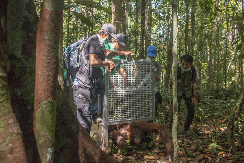 Rescuers releasing orangutan and baby back into the wild