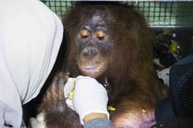 Rescued orangutan in Indonesia