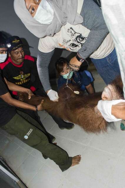 Orangutan getting rescued from captivity