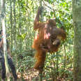 Orangutan and son going back to the wild