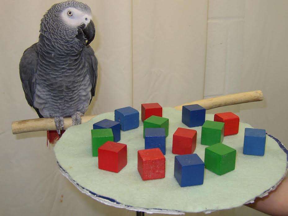 African grey parrot solving a puzzle