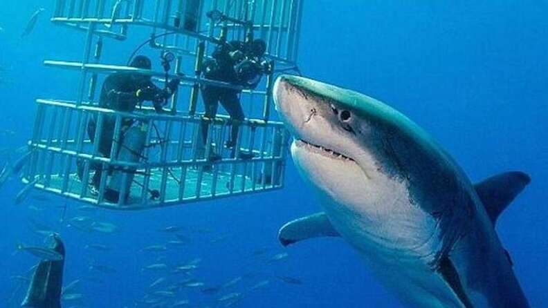 shark deep blue 