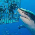 deep blue great white shark