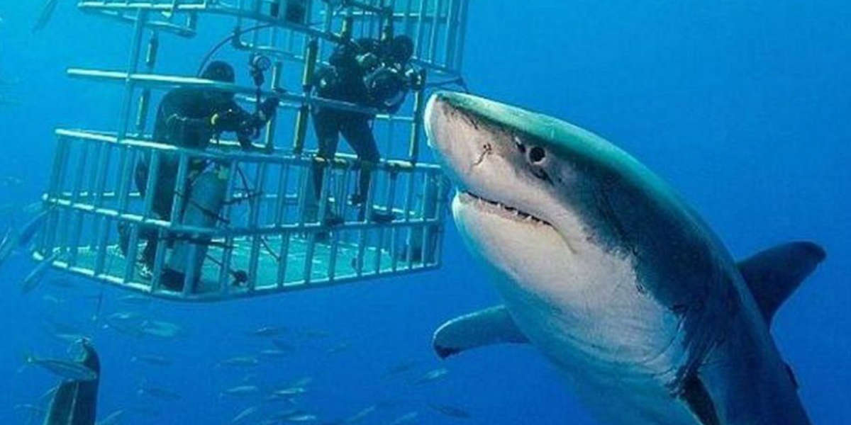 Meet Deep Blue The Largest Great White Shark Ever Caught On Camera The Dodo