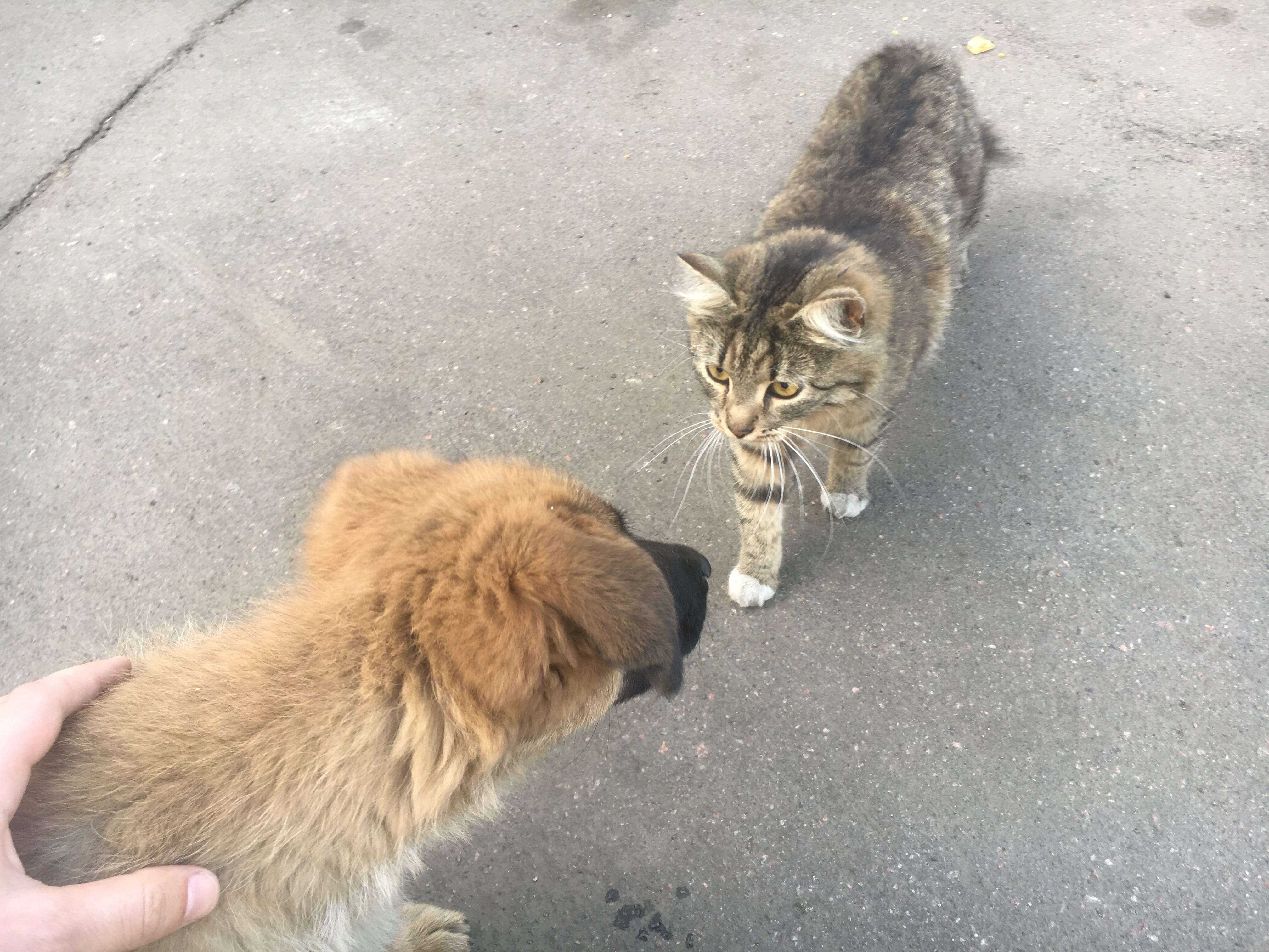 man adopts stray dog and cat