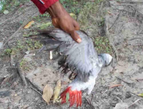 African Grey Weight Chart