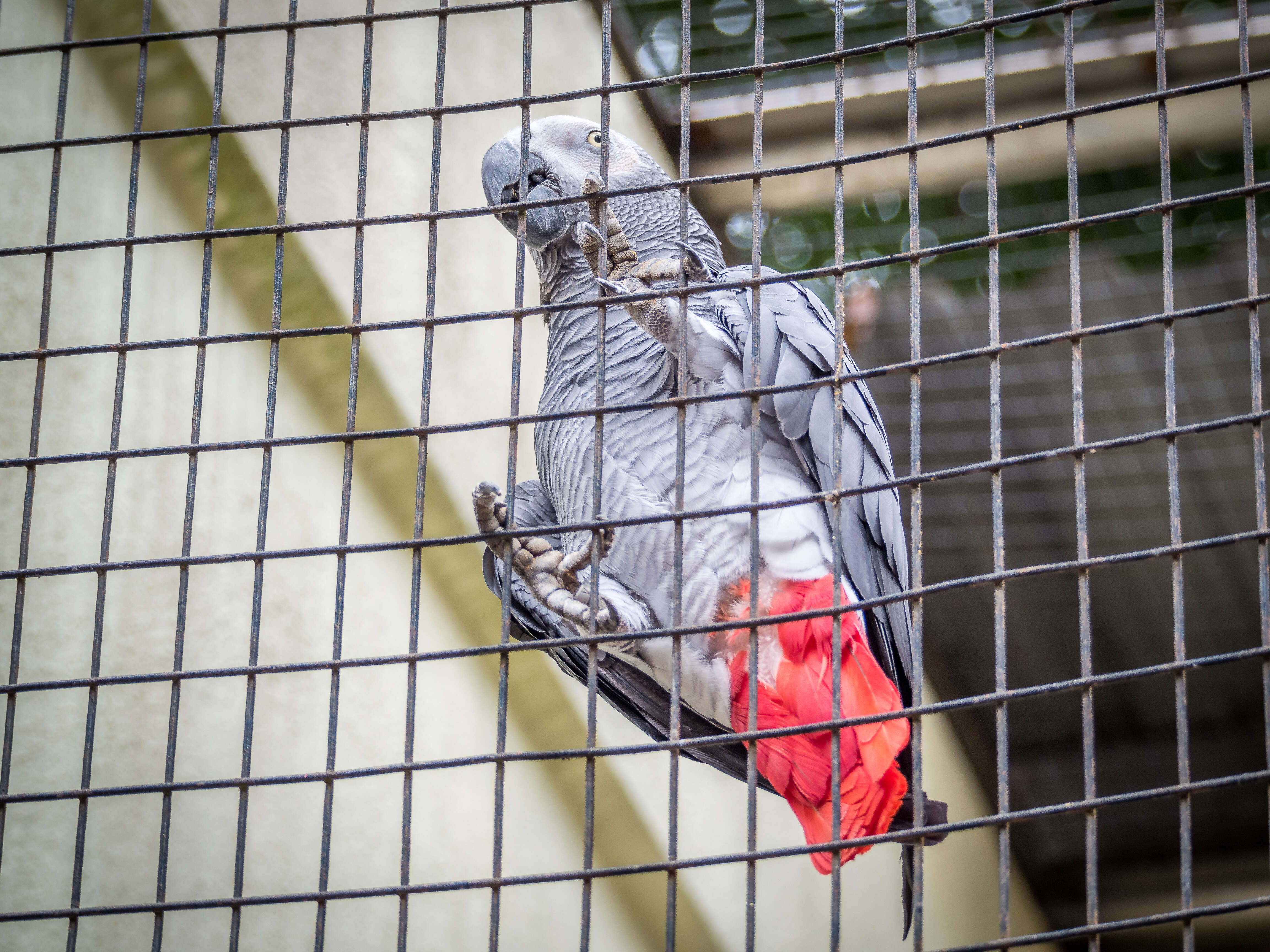 Caged African grey parrot