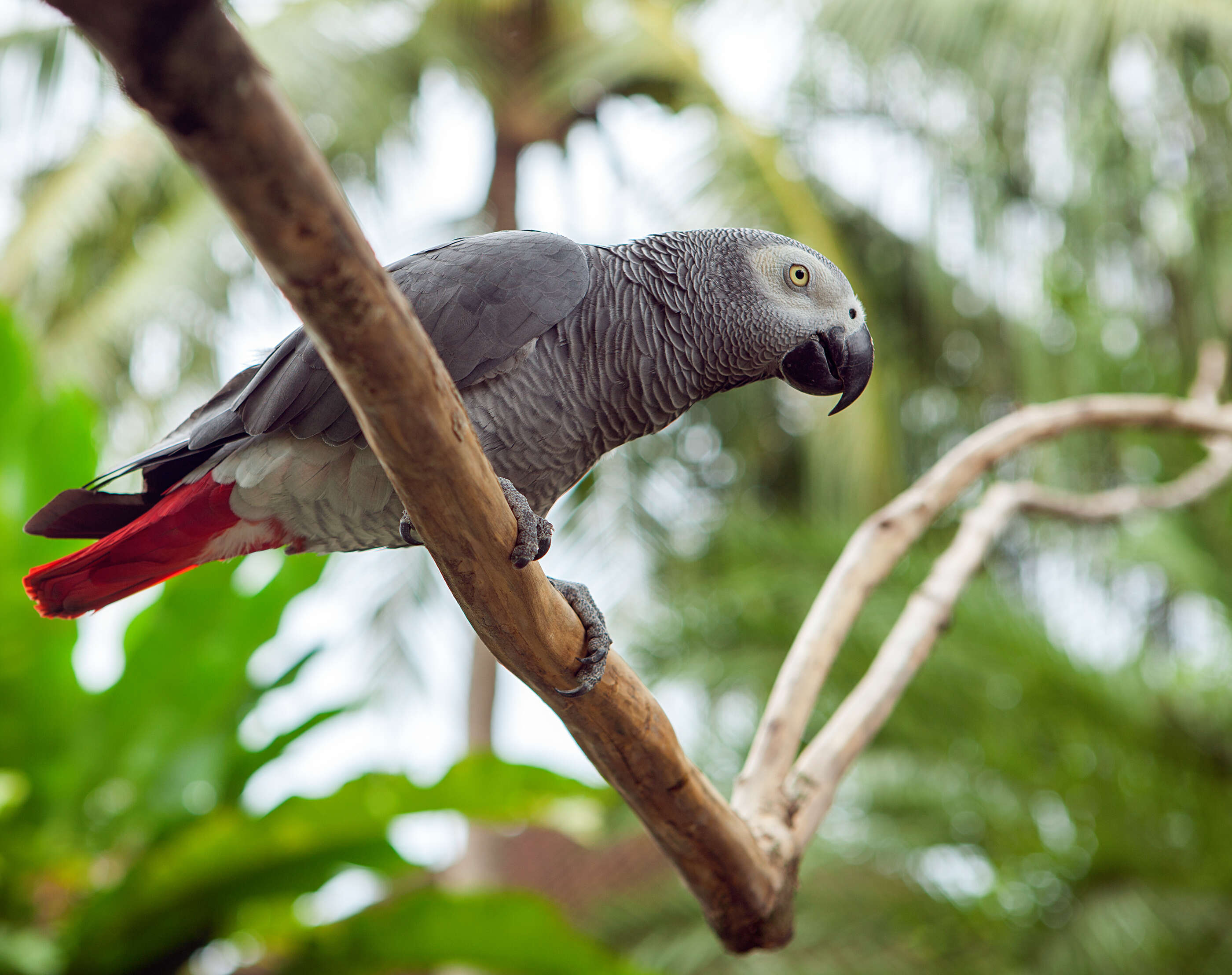 African grey parrot sitting on branch of tree