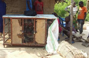 African grey parrots inside cage