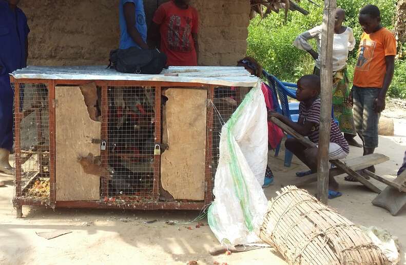 African grey parrots inside cage