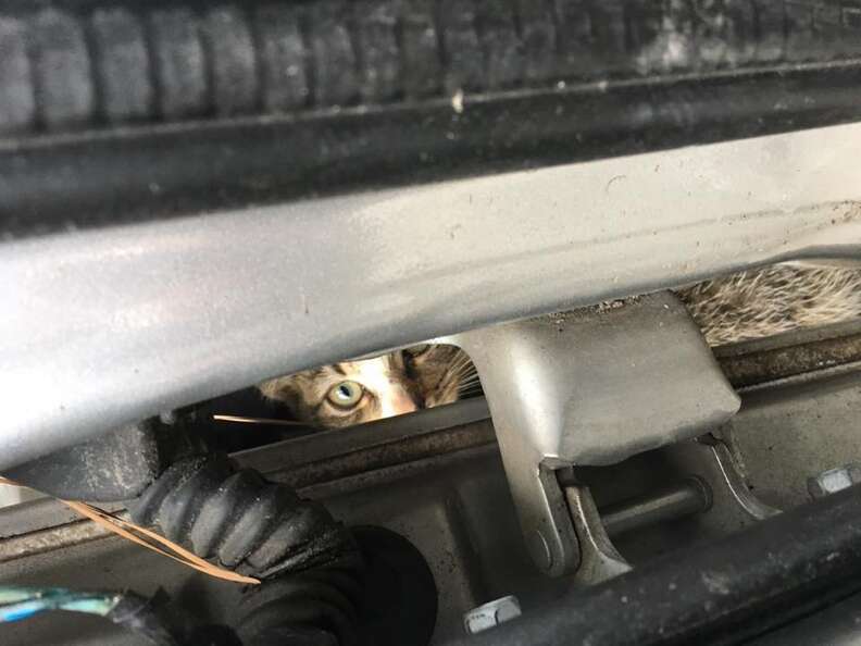 kitten rescue tire