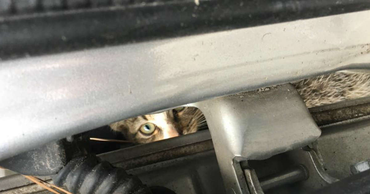 Kitten Rides 45 Miles Stuck In Car Fender The Dodo