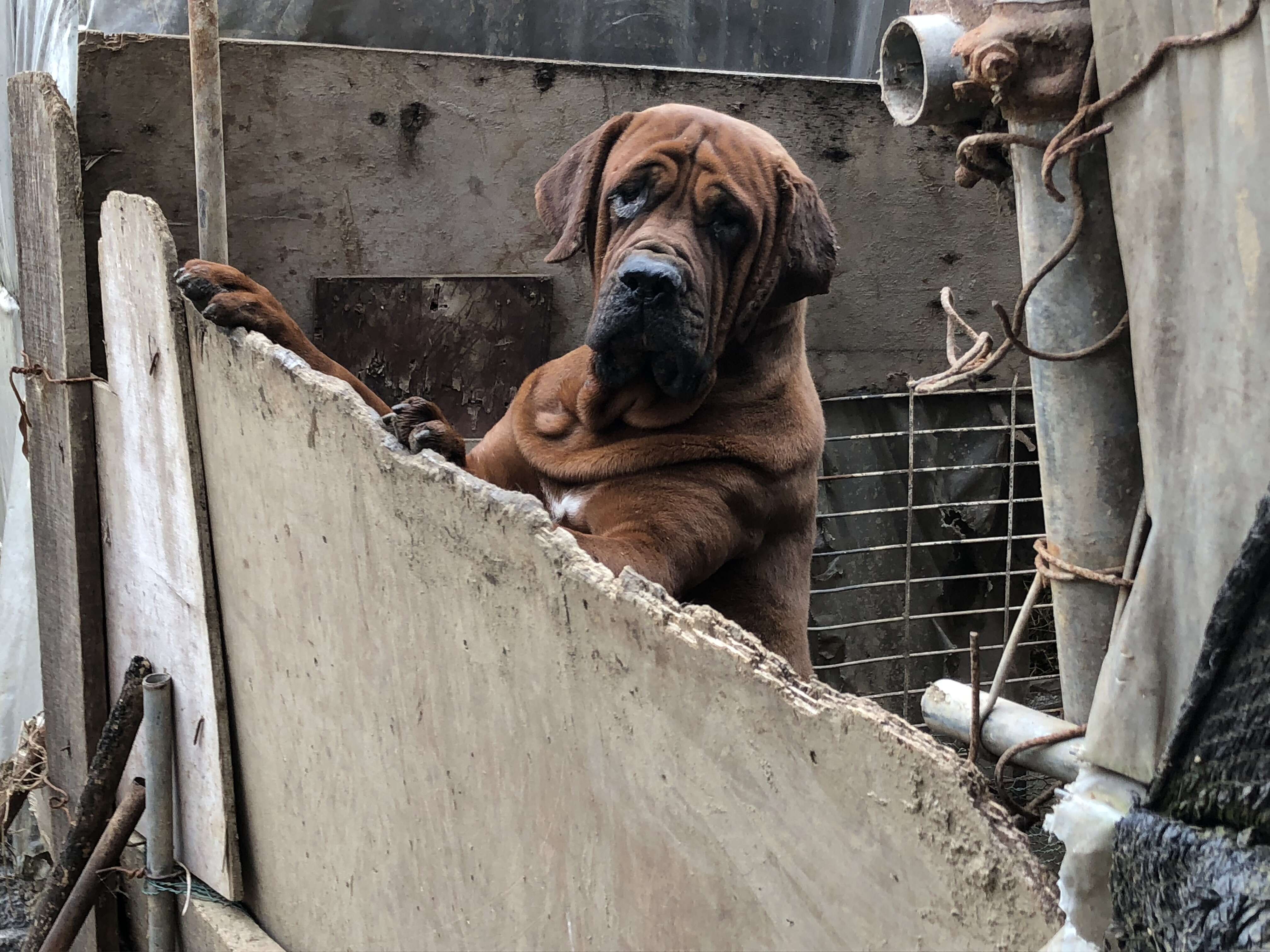 Mastiff dog standing up on side of pen
