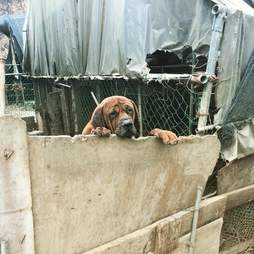Dog in pen at South Korean meat farm