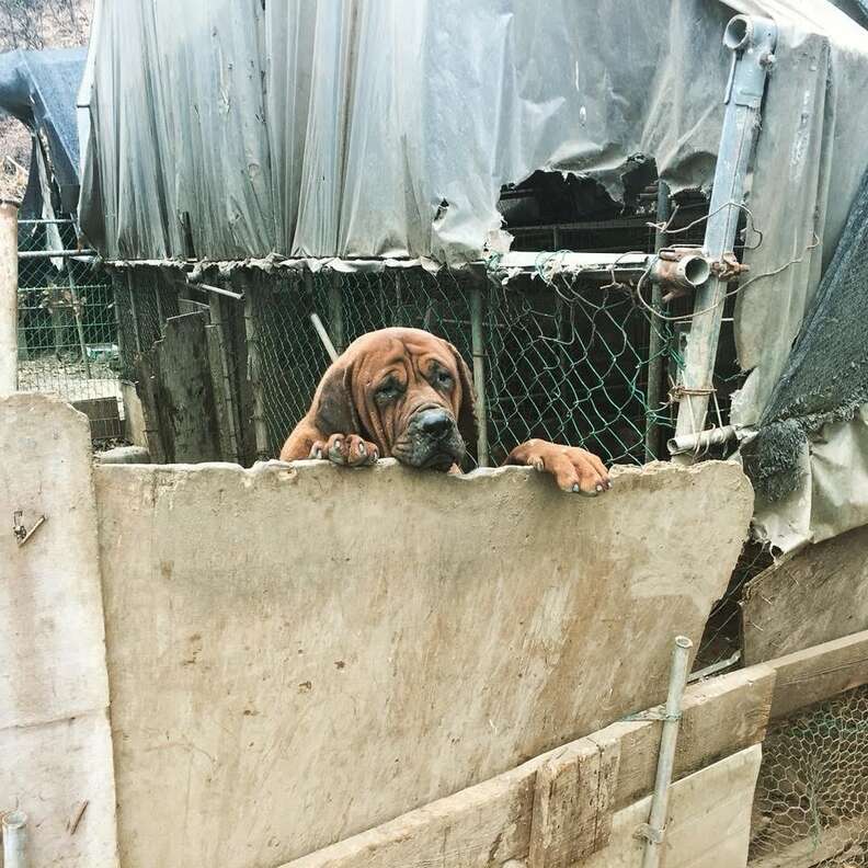 Dog in pen at South Korean meat farm