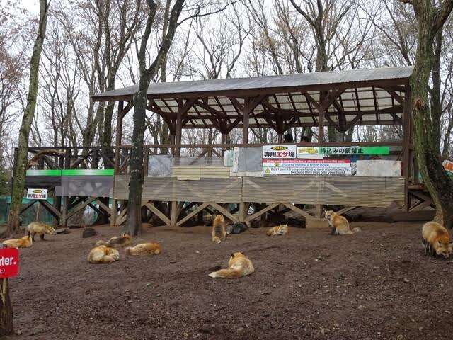 Fox Village In Japan Is Not As Cute As It Seems - The Dodo