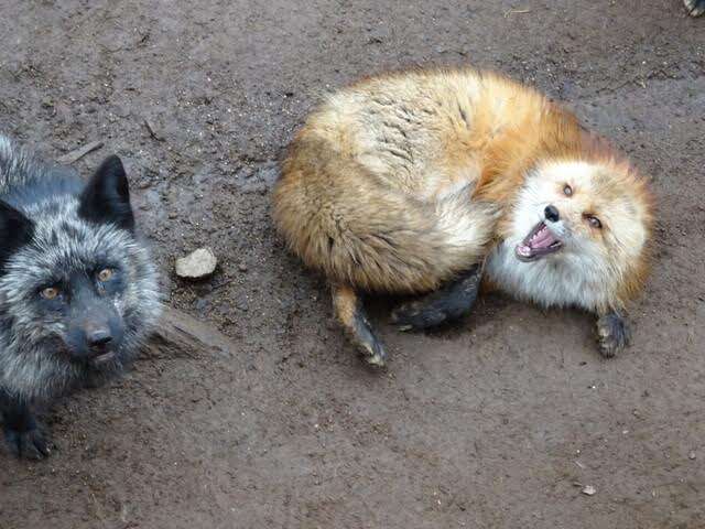 Two foxes wait to be fed at the Fox Village tourist attraction