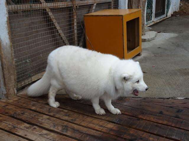 An obese arctic fox on a chain